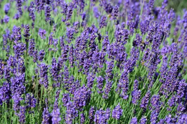 Menekşe lavanta tarlası. Lavanda mor çiçekleri bir bahçede açan güzel güneş ışığı, Letonya