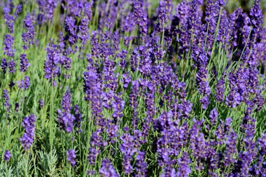 Menekşe lavanta tarlası. Lavanda mor çiçekleri bir bahçede açan güzel güneş ışığı, Letonya