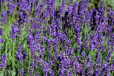 Menekşe lavanta tarlası. Lavanda mor çiçekleri bir bahçede açan güzel güneş ışığı, Letonya