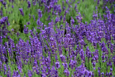 Menekşe lavanta tarlası. Lavanda mor çiçekleri bir bahçede açan güzel güneş ışığı, Letonya