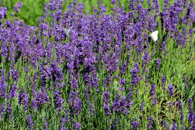 Menekşe lavanta tarlası. Lavanda mor çiçekleri bir bahçede açan güzel güneş ışığı, Letonya