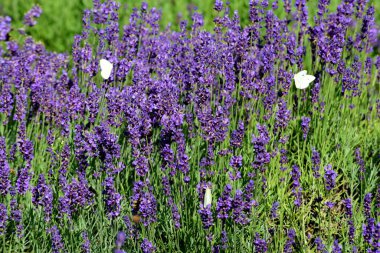 Menekşe lavanta tarlası. Lavanda mor çiçekleri bir bahçede açan güzel güneş ışığı, Letonya