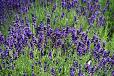 Menekşe lavanta tarlası. Lavanda mor çiçekleri bir bahçede açan güzel güneş ışığı, Letonya