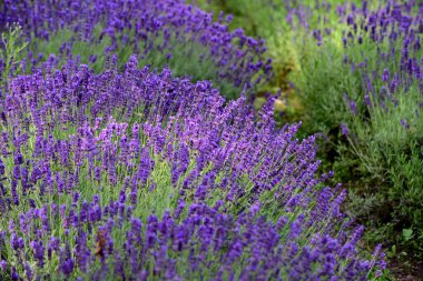 Menekşe lavanta tarlası. Lavanda mor çiçekleri bir bahçede açan güzel güneş ışığı, Letonya