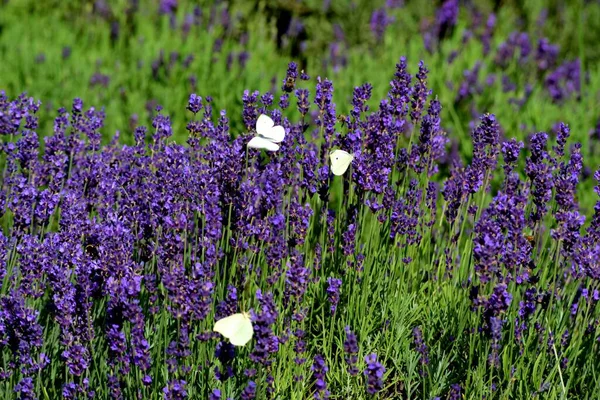 Violet Lavender Field Lavanda Purple Flowers Beautiful Sunshine Blooming Garden — Stock Photo, Image