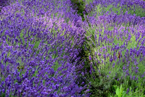 紫罗兰薰衣草场 拉旺达紫花美丽的阳光在一个花园绽放 拉脱维亚 — 图库照片