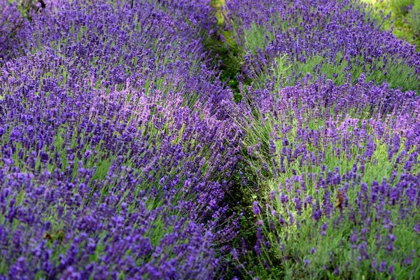 Champ Lavande Violette Lavanda Fleurs Violettes Beau Soleil Fleurissant Dans — Photo