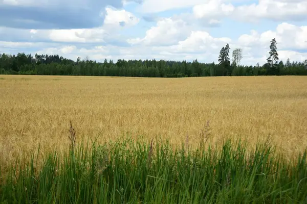 stock image Ripe golden wheat in organic farm ready for harvest