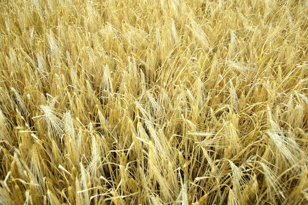 Спелая Золотая Пшеница Органическом Хозяйстве Готова Сбору Урожая — стоковое фото