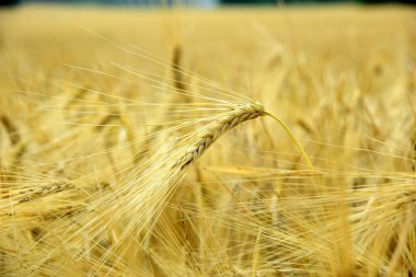 Organik çiftlikte yetişmiş altın buğday hasat için hazır.