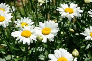 Bahçede beyaz papatyalar açar böcekli çiçekler.