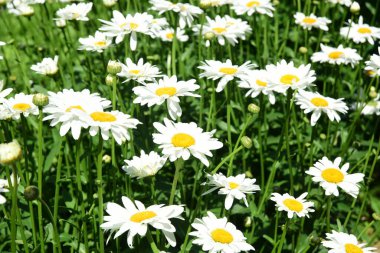 Bahçede beyaz papatyalar açar böcekli çiçekler.