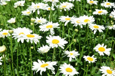 Bahçede beyaz papatyalar açar böcekli çiçekler.