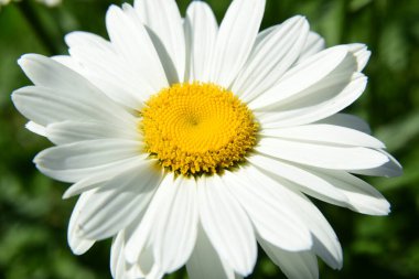 Bahçede beyaz papatyalar açar böcekli çiçekler.