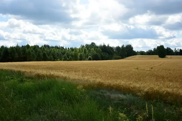 収穫の準備ができている有機農場の黄金の小麦を拭いて下さい — ストック写真