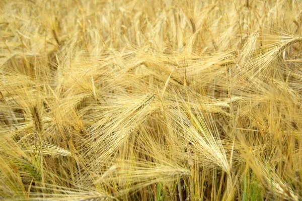 Zralá Zlatá Pšenice Ekologické Farmě Připravená Sklizeň — Stock fotografie