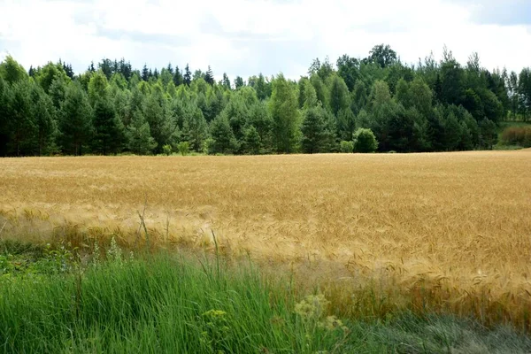 Стерти Золоту Пшеницю Органічній Фермі Готовій Збору Врожаю — стокове фото