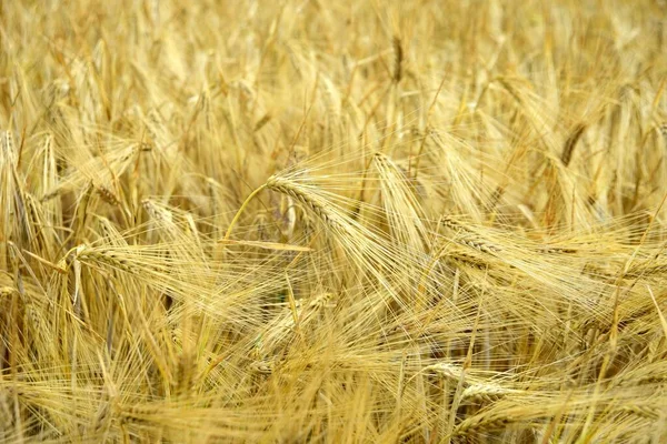 Спелая Золотая Пшеница Органическом Хозяйстве Готова Сбору Урожая — стоковое фото