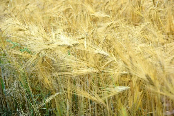 収穫の準備ができている有機農場の黄金の小麦を拭いて下さい — ストック写真
