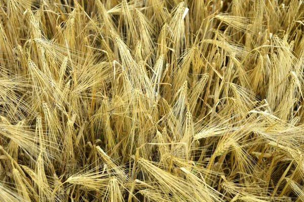 Organik Çiftlikte Yetişmiş Altın Buğday Hasat Için Hazır — Stok fotoğraf