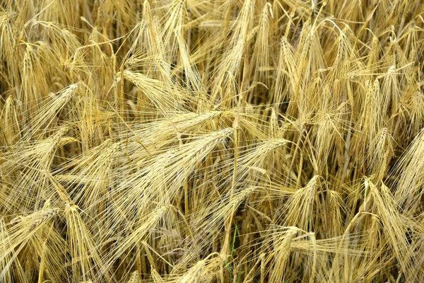 Стерти Золоту Пшеницю Органічній Фермі Готовій Збору Врожаю — стокове фото