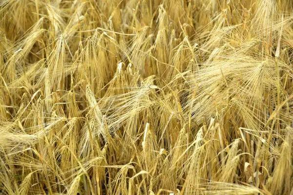 Organik Çiftlikte Yetişmiş Altın Buğday Hasat Için Hazır — Stok fotoğraf