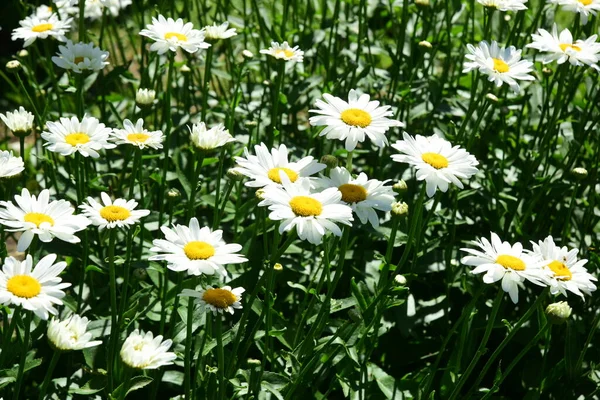 Margaridas Brancas Florescem Jardim Flores Com Insetos — Fotografia de Stock