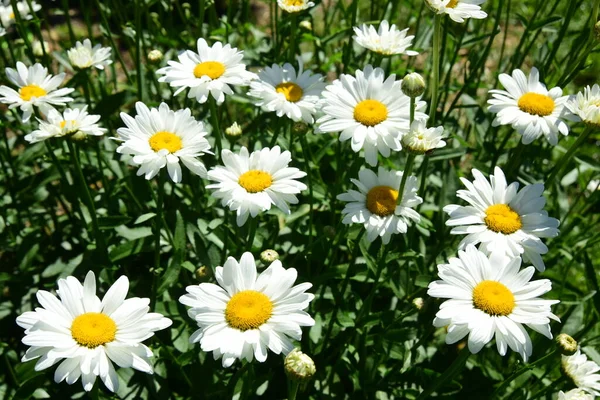 Λευκές Μαργαρίτες Ανθίζουν Στον Κήπο Λουλούδια Έντομα — Φωτογραφία Αρχείου