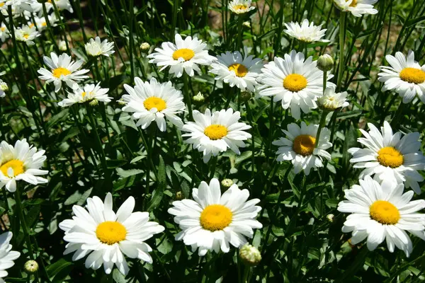 Λευκές Μαργαρίτες Ανθίζουν Στον Κήπο Λουλούδια Έντομα — Φωτογραφία Αρχείου