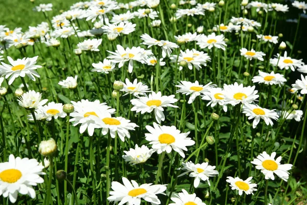 Margaridas Brancas Florescem Jardim Flores Com Insetos — Fotografia de Stock