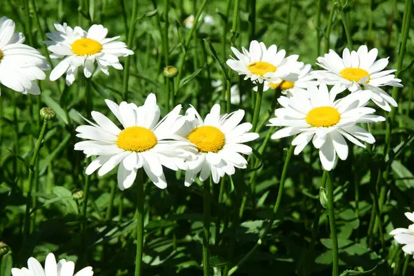 stock image White daisies bloom in the garden, Flowers with insects