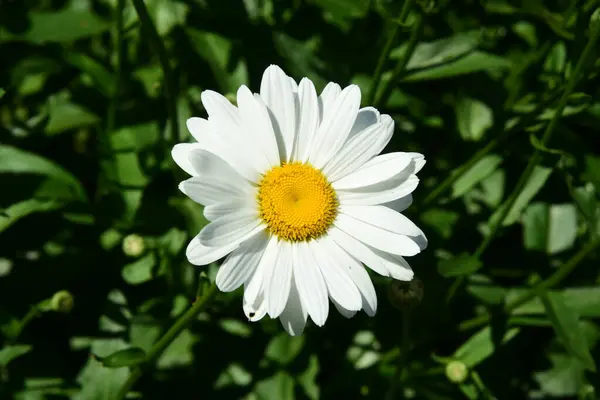 Белые Ромашки Цветут Саду Цветы Насекомыми — стоковое фото