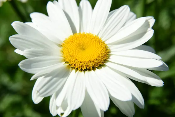 Белые Ромашки Цветут Саду Цветы Насекомыми — стоковое фото