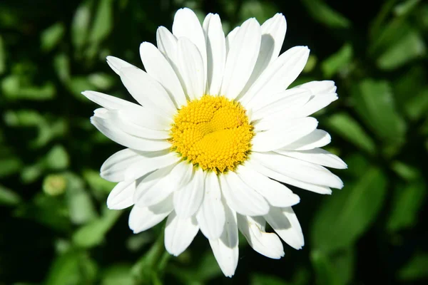Witte Margrieten Bloeien Tuin Bloemen Met Insecten — Stockfoto