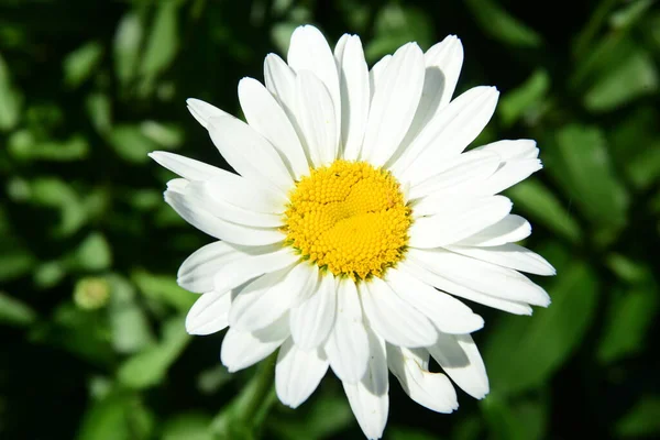 Marguerites Blanches Fleurissent Dans Jardin Fleurs Avec Insectes — Photo