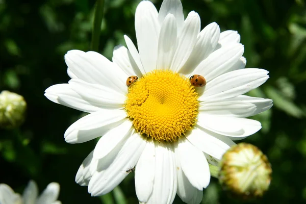 Białe Stokrotki Kwitną Ogrodzie Kwiaty Owadami — Zdjęcie stockowe