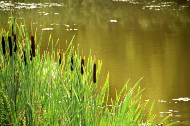 Göldeki tifa yaban bitkisi, güneşli yaz günü. Typha angustifolia veya cattail