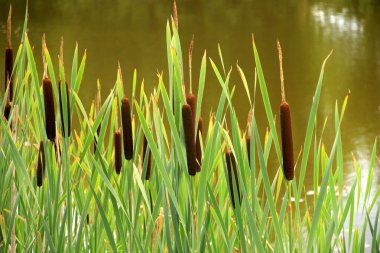 Göldeki tifa yaban bitkisi, güneşli yaz günü. Typha angustifolia veya cattail