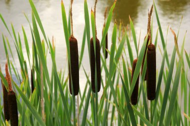 Göldeki tifa yaban bitkisi, güneşli yaz günü. Typha angustifolia veya cattail