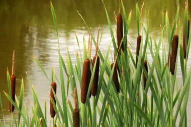 Göldeki tifa yaban bitkisi, güneşli yaz günü. Typha angustifolia veya cattail