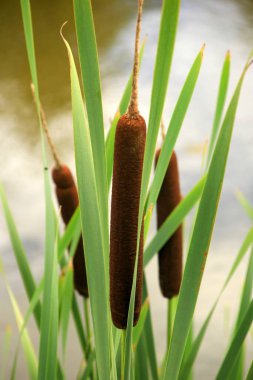 Göldeki tifa yaban bitkisi, güneşli yaz günü. Typha angustifolia veya cattail