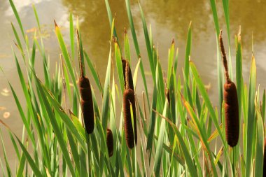 Göldeki tifa yaban bitkisi, güneşli yaz günü. Typha angustifolia veya cattail