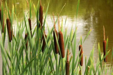 Göldeki tifa yaban bitkisi, güneşli yaz günü. Typha angustifolia veya cattail