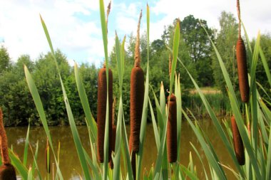 Göldeki tifa yaban bitkisi, güneşli yaz günü. Typha angustifolia veya cattail