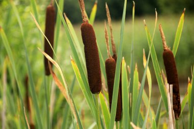 Göldeki tifa yaban bitkisi, güneşli yaz günü. Typha angustifolia veya cattail