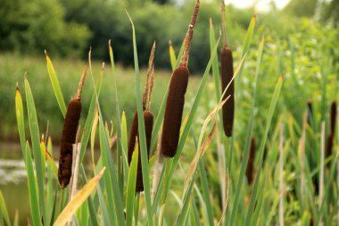 Göldeki tifa yaban bitkisi, güneşli yaz günü. Typha angustifolia veya cattail