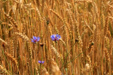 altın buğday alan ve güneşli yaz gün