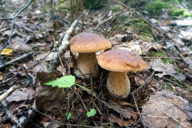                Boletus ormanda yetişir. Sonbaharda yosunların içinde büyüyen mantarlar sonbahar ormanlarında güneş ışığı altında yakın çekim yaparlar..                