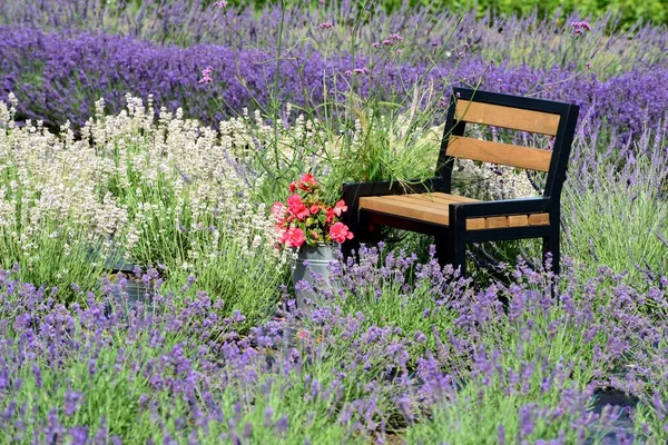 A decorative wooden bench in a field of blooming lavender