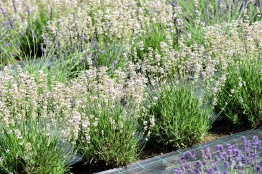 Güneşli bir yaz gününde açan lavanta çiçekleri.